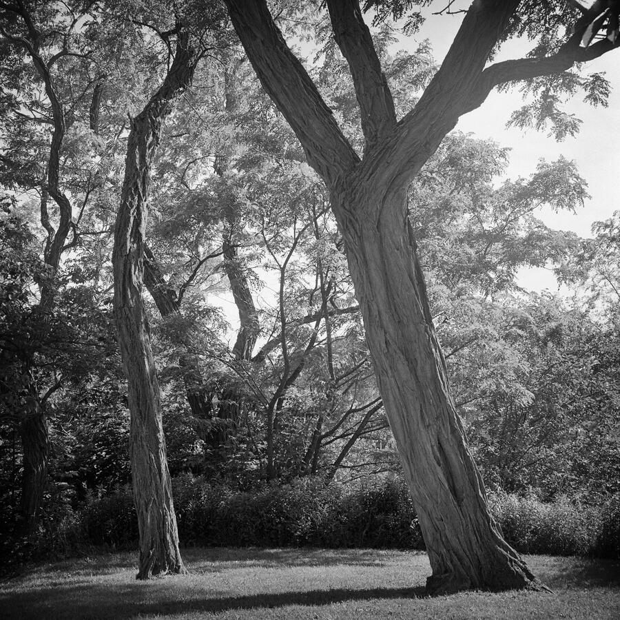 Rolleiflex 3.5E, Tri-X Pan film, developed in Rodinal. This combination is too grainy for 35mm but works well in medium format.