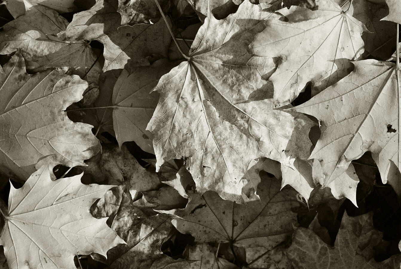 Nikon F90, Ilford HP5 Plus film, developed in an early version of PC-Glycol.